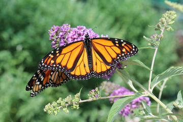 Monarch (Wanderer) Butterflies on a purple flower with shallow depth of field