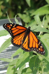 a Monarch (Wanderer) Butterfly on a green leafed flower with shallow depth of field