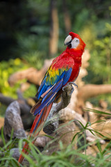 Red Macaw Parrot in Bangkok, Thailand