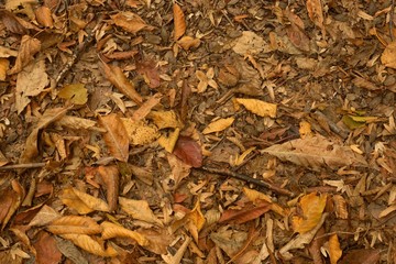 Autumn leaves. Abstract background.