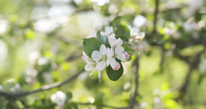 Slow motion tracking dolly shot of blossoming apple tree in a garden