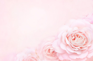 Naklejka premium Lato kwitnąca delikatna róża na świątecznym tle kwitnących kwiatów, pastelowa i miękka karta kwiatowy bukiet