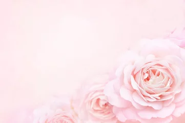 Photo sur Aluminium Roses Rose délicate en fleurs d& 39 été sur fond festif de fleurs épanouies, carte florale bouquet pastel et doux