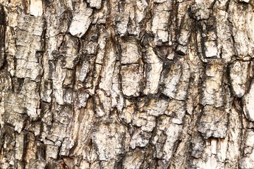 dark tree bark texture