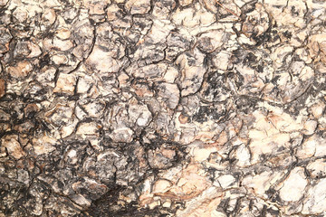 dark tree bark texture
