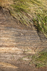 Detail of dry peat soil with grass, Iceland