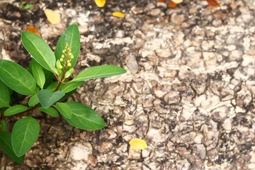 green plants on tree bark