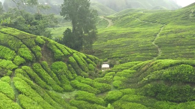 Flight over famous Ceylon's tea plantation