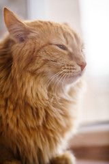 Brown Cat, Red Male Cat, Ginger Cat