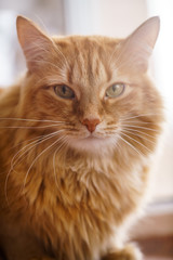 Brown Cat, Red Male Cat, Ginger Cat