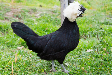 black sultan chiken