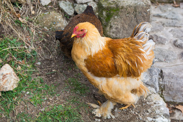 Cochin chicken