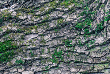 the texture of the wood overgrown with moss