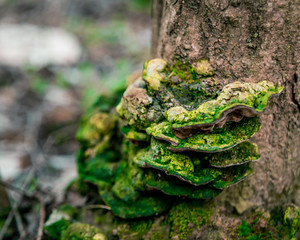 Tree mushrooms. Ganoderma lucidum, grows on the trunk of a dry tree in the forest on a sunny day on a blurred background of dry twigs and a stream. Tree fungus parasite.
