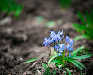 Blue little flowers first on an empty ground in spring. Seasonal natural floral background.