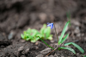 Blue little flowers first on an empty ground in spring. Seasonal natural floral background.