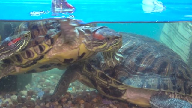 Two turtles swim and play in a close-up aquarium