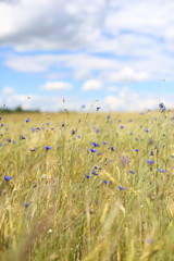 field, sky, grass, summer, nature, flower, green, meadow, blue, landscape, spring, flowers, plant, clouds, cloud, agriculture, season, beauty, blossom, natural, beautiful, garden, white, wheat, outdoo
