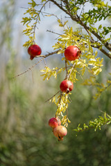 The pomegranate tree