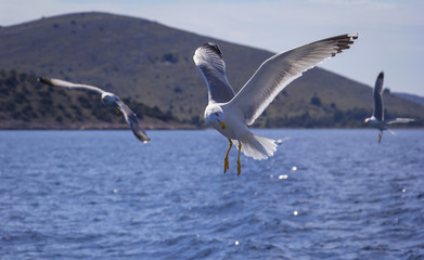Flying seagulls over the water of the Mediterranean Sea, Croatia