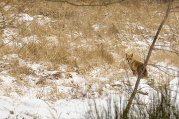 Weiblicher Rotfuchs , Fähe , trächtig im Schnee