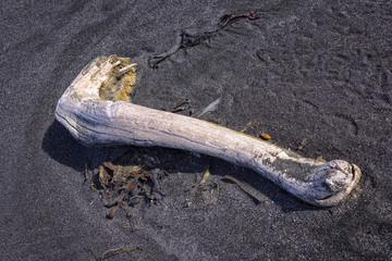A big drying animal bone lies in the black beach, north coast of Iceland.