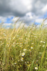 Field in the summer with blooming flowers