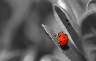 Une coccinelle.