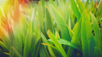 Background close up of grass. The lights of a sun.