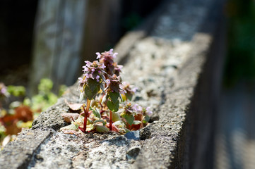 春の草花・ブロック塀の上に・・・