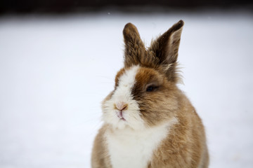 Obraz premium Rabbit in wintertime