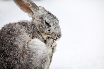 Rabbit in wintertime