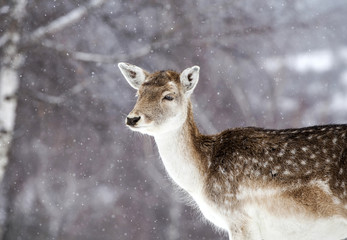 Deer in wintertime