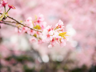 Obraz premium Spring flowers series, Cherry blossom in full bloom on nature background. Cherry flowers in small clusters on a cherry tree branch, fading in to white. Shallow depth of field. Focus on center flowers.