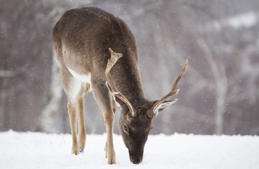 Deer in wintertime