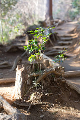 登山道と若い木