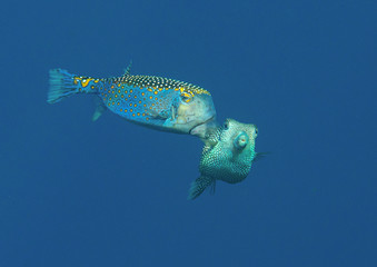 Mating spotted boxfish ( Ostracion meleagris ) male and female in the water  of Bali, Indonesia 