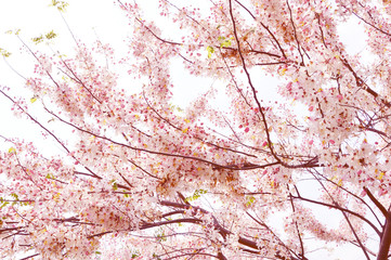 Cassia Bakeriana or Pink Shower