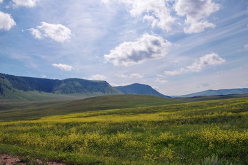 Summer landscape with a blooming yellow flowers of a meadow on the background of wooded mountains. Khakassia is a republic  in the Siberia.