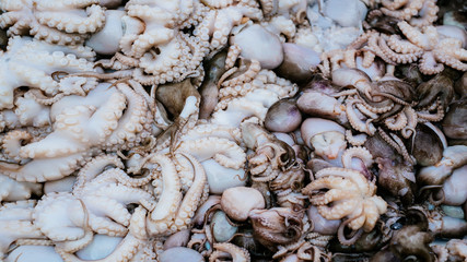 Background of fresh small octopus. Close up