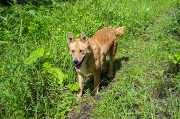 Red-haired husky runs along the path, among the bright green grass, in the summer.