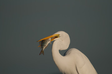 bird, egret, animal, heron, nature, wildlife, beak, feathers, great egret, avian, birds,portrait