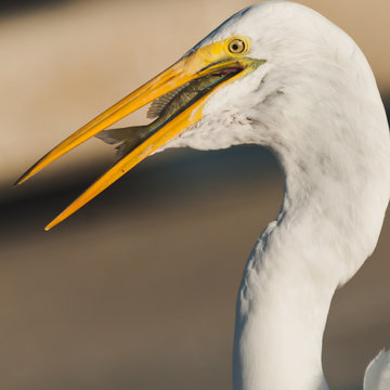bird, egret, animal, heron, nature, wildlife, beak, feathers, great egret, avian, birds,portrait