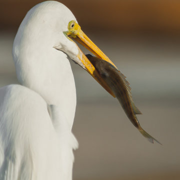 bird, egret, animal, heron, nature, wildlife, beak, feathers, great egret, avian, birds,portrait