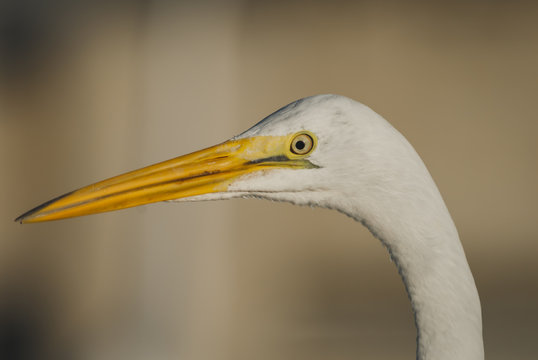 bird, egret, animal, heron, nature, wildlife, beak, feathers, great egret, avian, birds,portrait