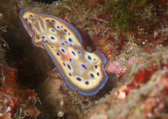 Kuni's chromodoris ( Goniobranchus kuniei - syn. Chromodoris-)  crawling on coral reef of Bali, Indonesia