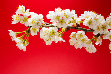 赤背景の桜