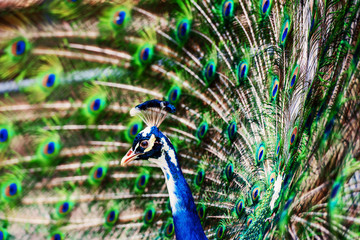 Fototapeta premium Peacock showing off his bright tail