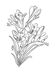 Freesia flower graphic black white isolated sketch