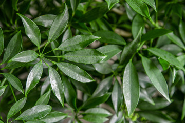 観葉植物